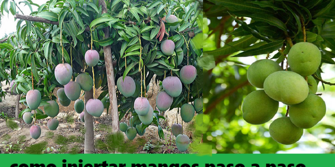 Como injertar mango para que de frutos paso a paso – Todo En Tu Cocina